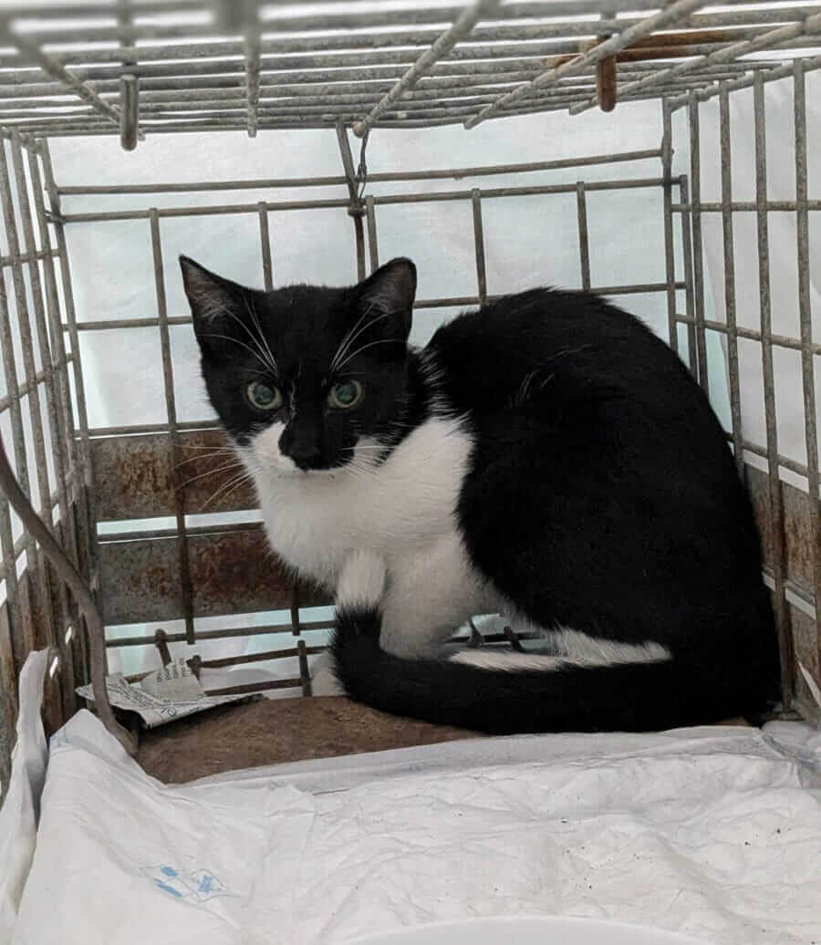 Luna en veterinaría
