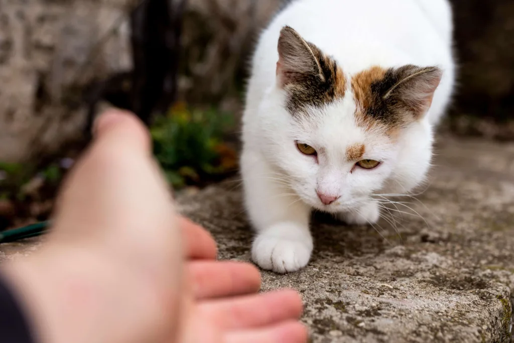 close up hand trying touch cat
